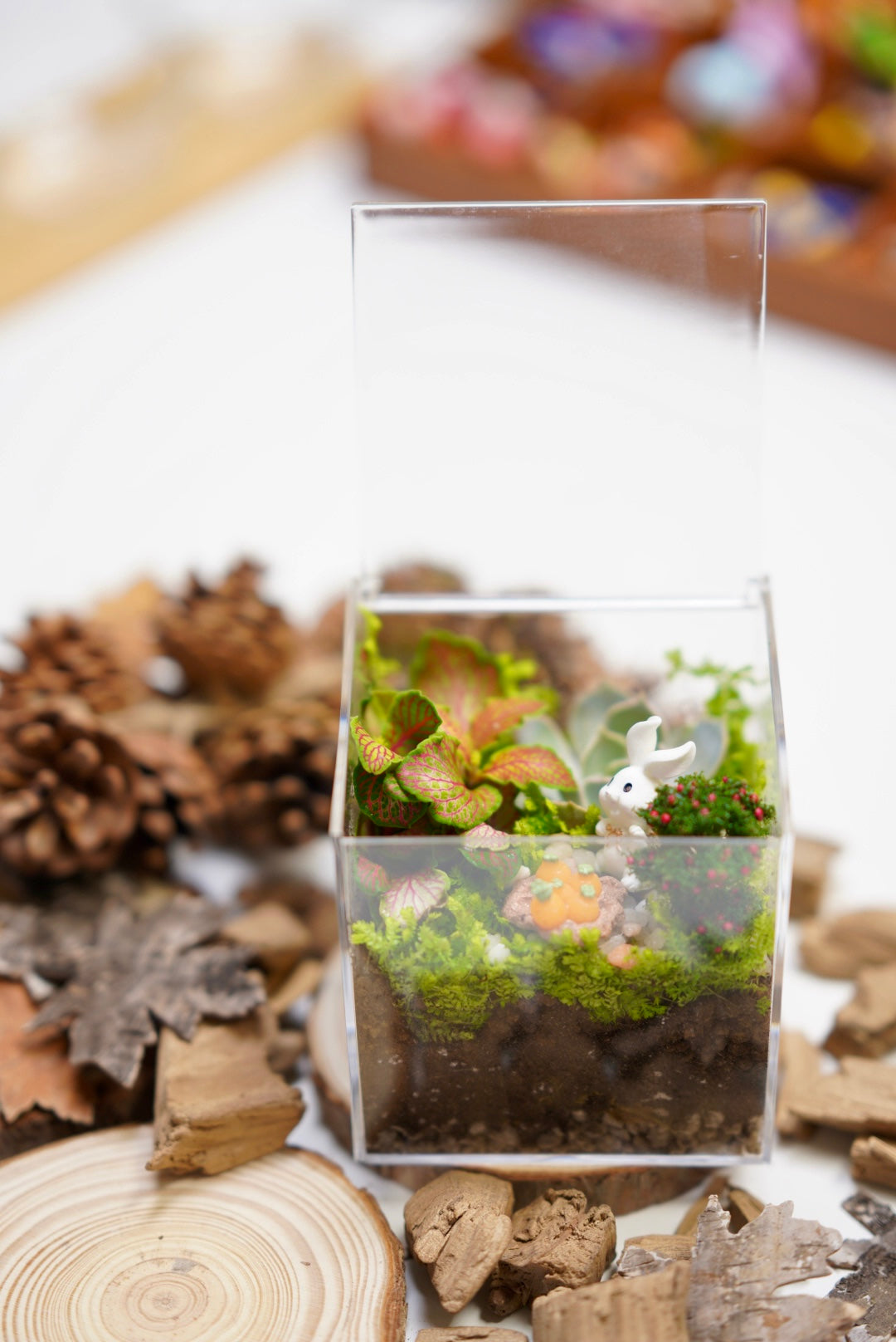 Micro landscape DIY （second half price）