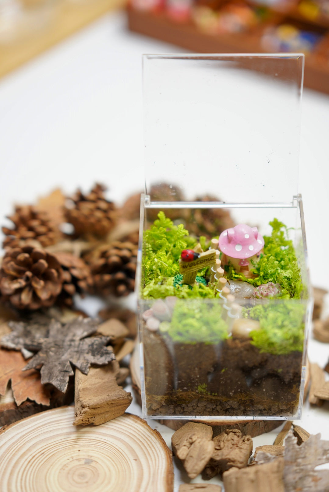 Micro landscape DIY （second half price）